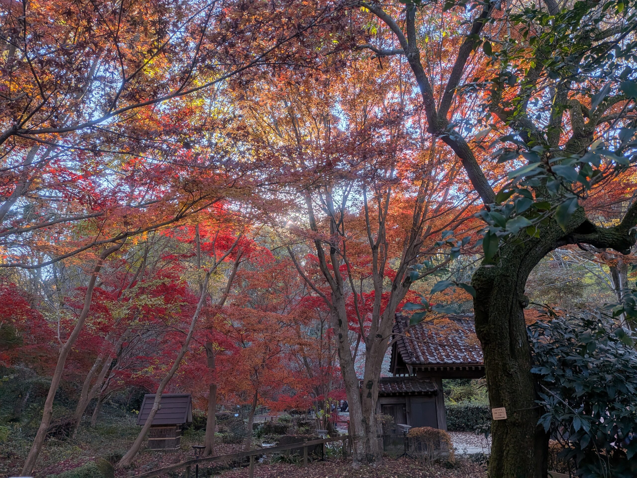 Beautiful sky & the colored trees are Best of JAPAN