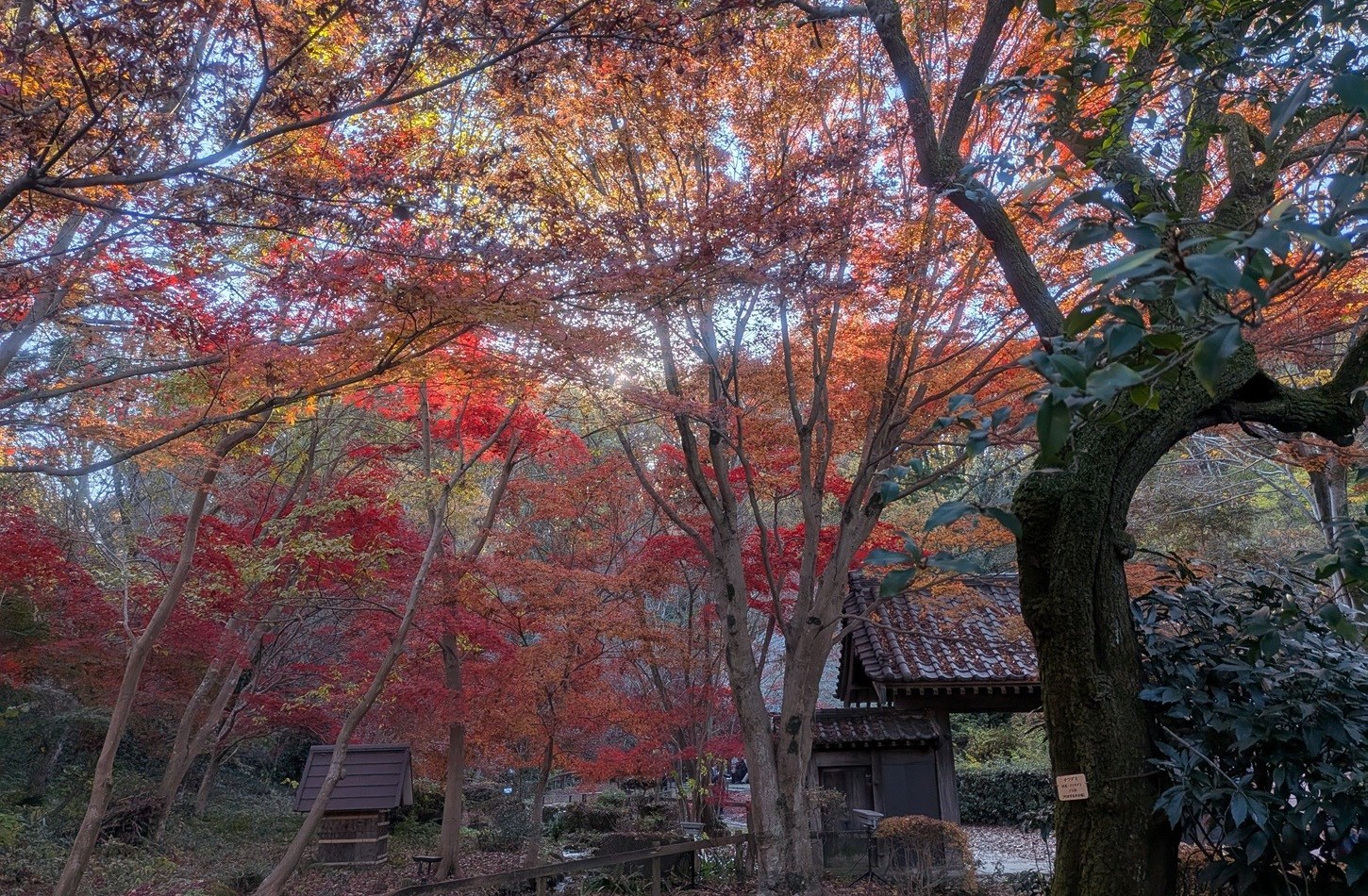 Beautiful sky & the colored trees are Best of JAPAN